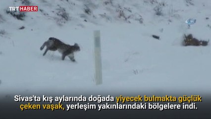 Doğada yiyecek bulmakta güçlük çeken vaşak, yerleşim yakınlarındaki bölgelere indi