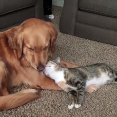 Phòng khám đa khoa Đại Đông - Funny dogs and cats