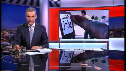 Meet Mr Chen - the sea lion who likes calligraphy