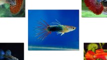 Guppy fishes with a lot of colourful on the body - Miss in the fishes word