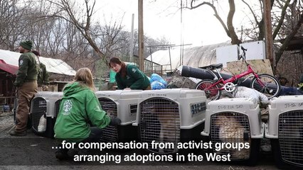 Korea dog meat campaigners accused of barking up wrong tree