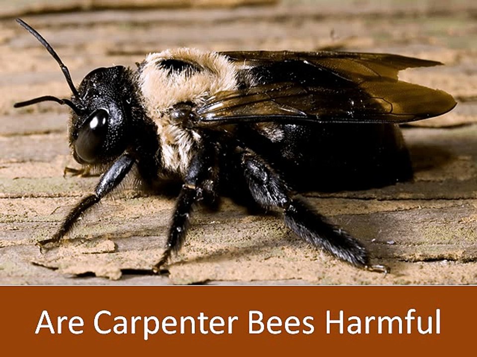 Are Carpenter Bees Harmful