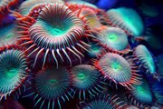 Our Planet - Alien Coral Reefs