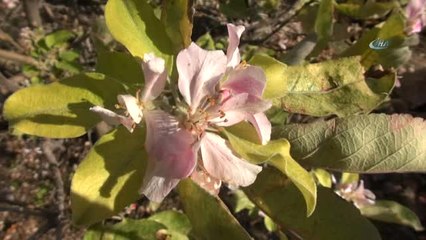 Kışın Ortasında Çiçek Açan Elma Ağaçları Görenleri Şaşkına Çevirdi