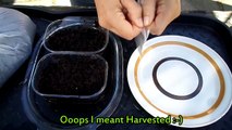 How to grow Venus Flytrap plants from seed - Dionaea muscipula