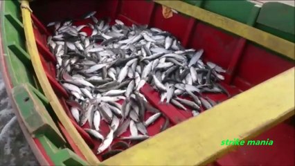 anda harus lihat!! sekali jaring, 1 ton lebih ikan belanak di dapat