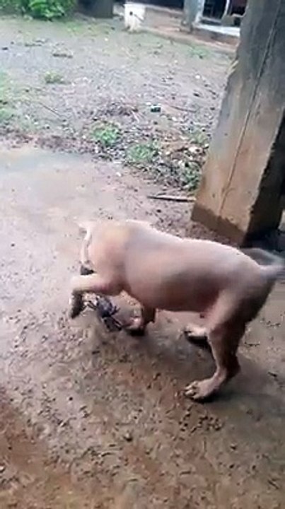 dog play with crab