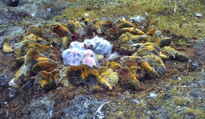 Kỳ lạ loài chim làm tổ với xung quanh là hàng trăm xác chuột