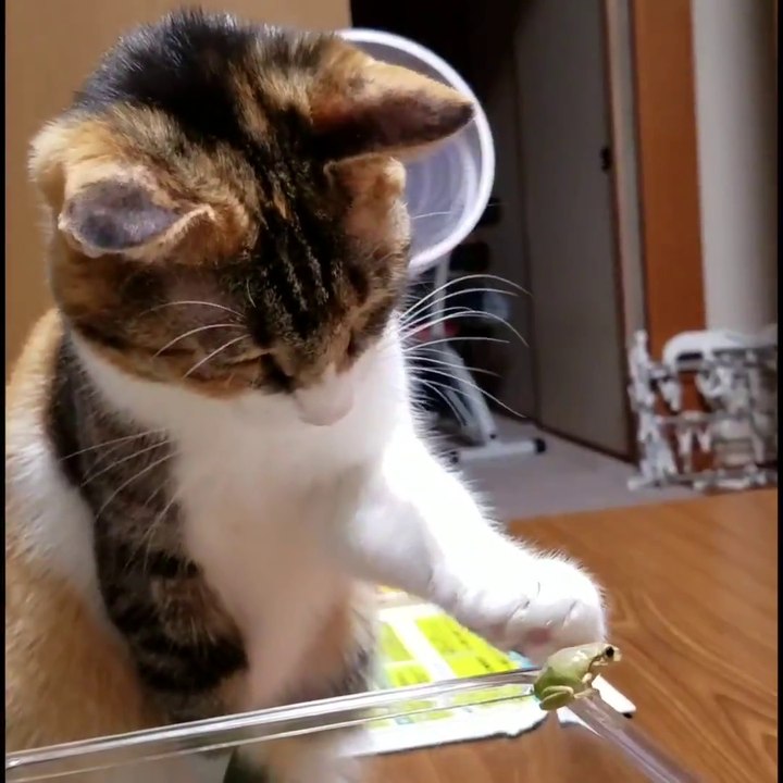 Ce chat adorable fait la connaissance d'un mini grenouille!