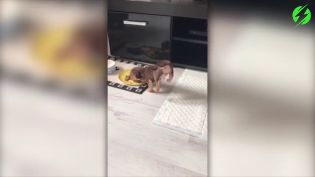 Ce petit chiot adorable soulève son arrière-train quand il mange