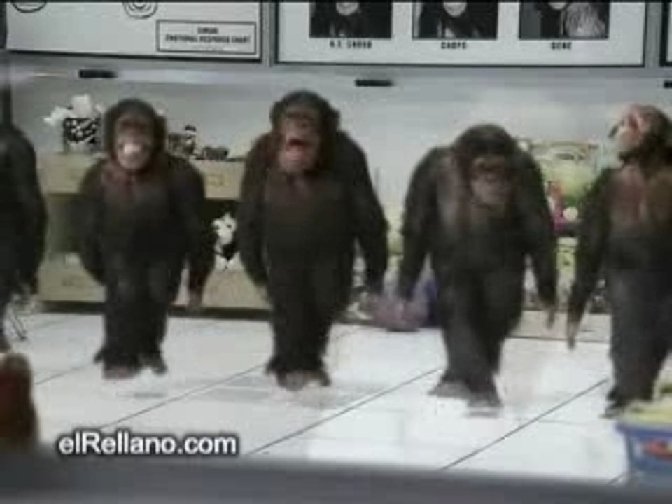 Irish dance by monkeys