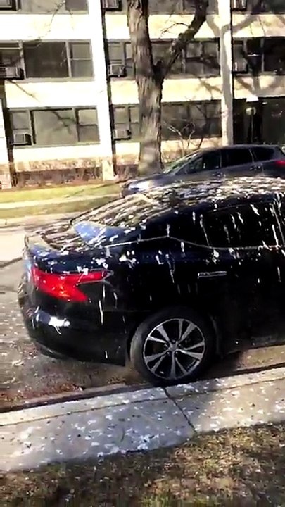 Des oiseaux ont fait un carnage sur des voitures garées sur toute une rue à Chicago