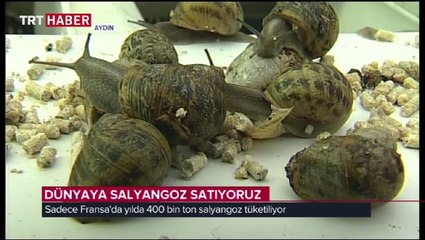 Türkiye'nin ilk salyangoz üretim çiftliği