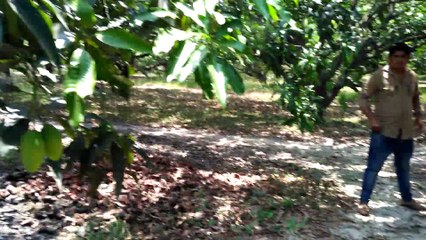 Green Mango , Biggest Garden In India 200Bigha
