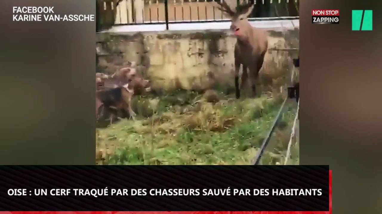 Oise : Un cerf traqué par des chasseurs sauvé par des habitants (Vidéo)