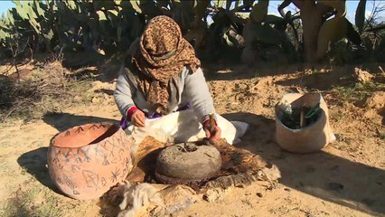 هذا الصباح- احتفاء خاص بموسم جني الزيتون في تونس