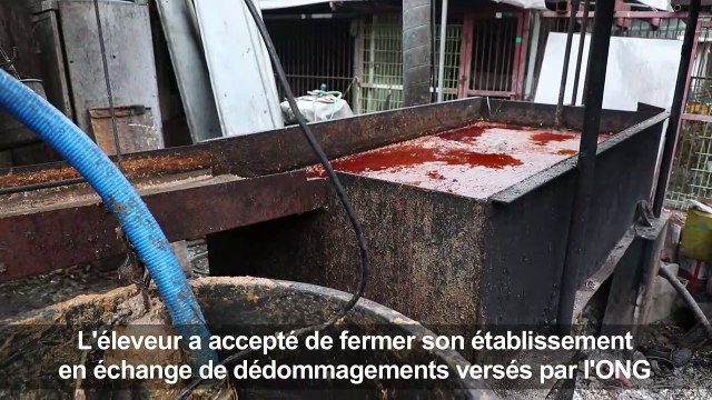Eleveur de viande canine en Corée du Sud, un métier de chien