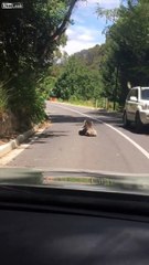 Deux koalas font un combat epic au milieu de la route