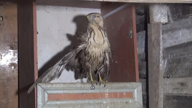 Bahçesinde Bulduğu Yaralı Şahine Sahip Çıktı