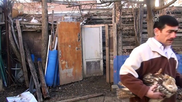 Bahçesinde bulduğu yaralı şahine sahip çıktı - MUŞ