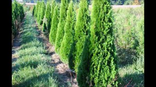 Arborvitae Grown in Bucks County