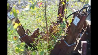 Birch Trees Being Dug  Using a Red Boss Tree Spade