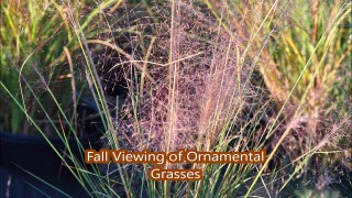 Best Time to view Ornamental Grasses.....By HHFarm