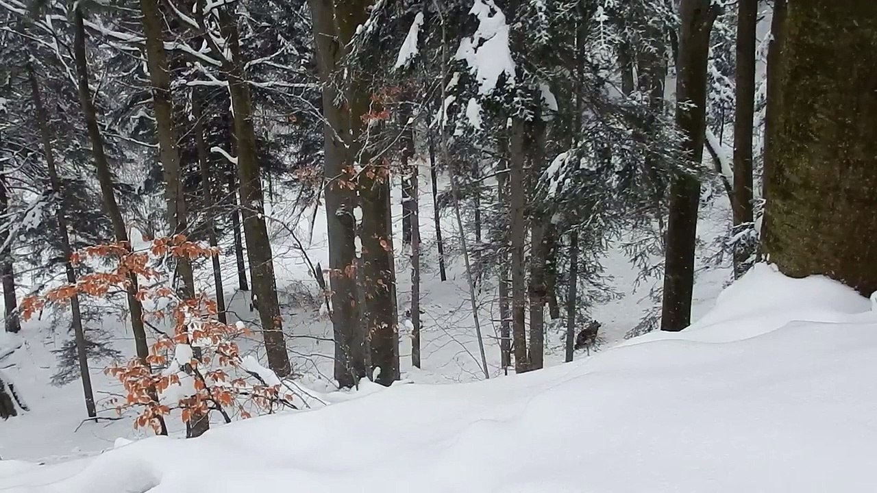 Un garde forestier vient en aide à une maman ours et ses petits !