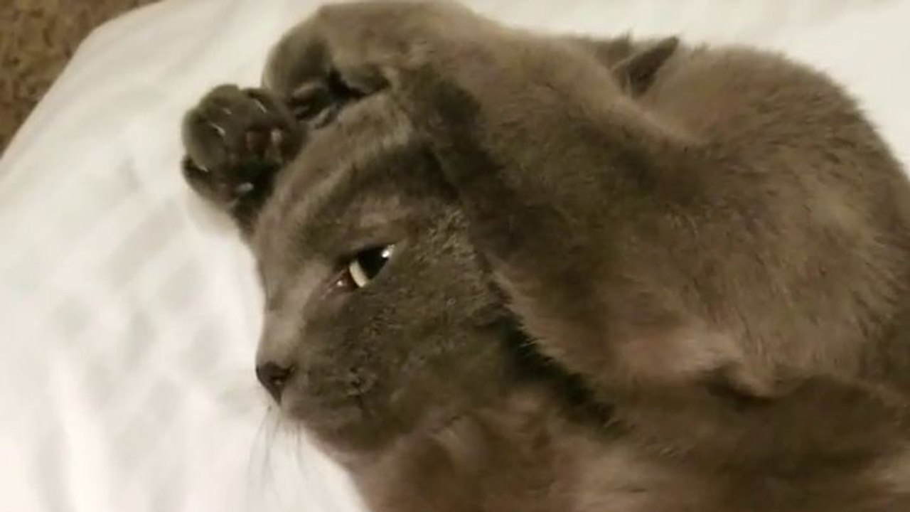 Un chat se bouche les oreilles pour ne pas entendre son maitre