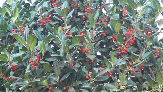 Taksim’de yılbaşı hazırlıkları tüm hızıyla devam ediyor