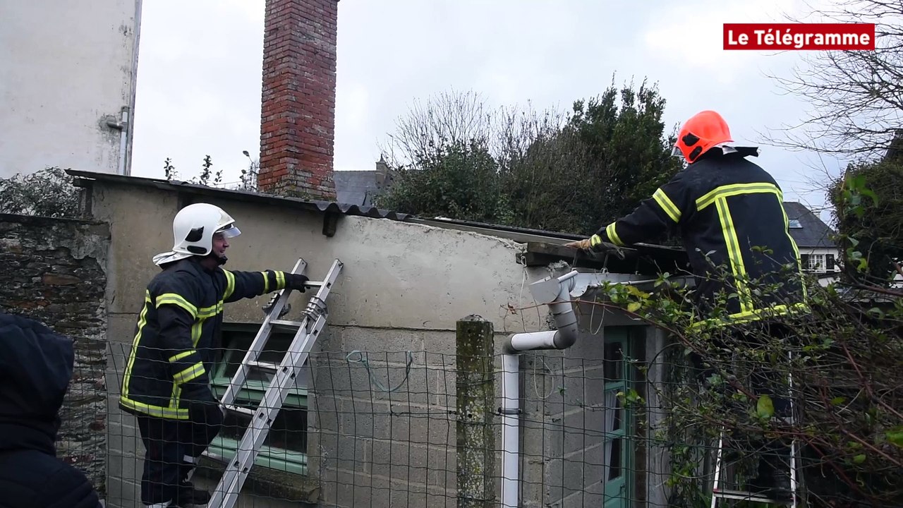 Loudéac. Coincé sous un toit pendant 7 jours, Kiwi le chat sauvé par les pompiers