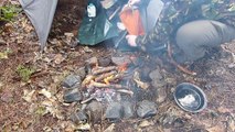 Bushcraft Breakfast Campfire Cooking Bacon Eggs Pankcakes And Honey