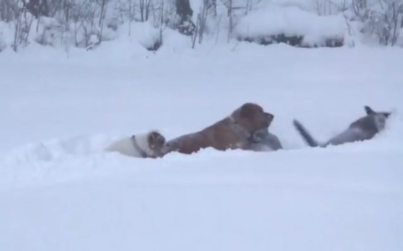 Dogs Frolic Together as Record-Level Snow Hits Erie, Pennsylvania