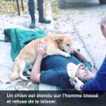 Ce chien ne veut pas quitter son maitre blessé.. Tellement émouvant!