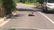Australie : Une bagarre de rue entre deux Koalas au milieu de la route !
