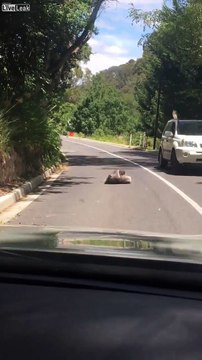 Australie : Une bagarre de rue entre deux Koalas au milieu de la route !