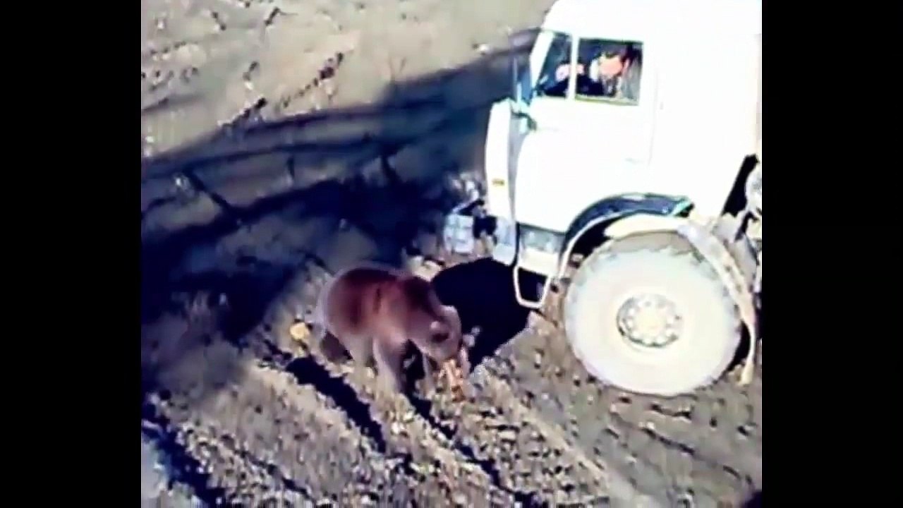 UN orso improvvisa un posto di blocco