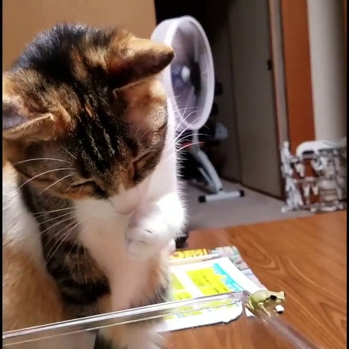 un chat rencontre une mini grenouille