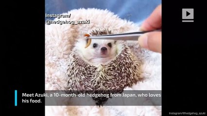 Check Out This Adorable Hedgehog Chowing Down