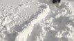 Tiny Dog Struggles Through Deep Snow in Erie