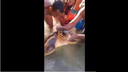 Liban sud : La video de personnes qui torture une tortue Marine . Honte à eux