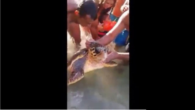 Liban sud : La video de personnes qui torture une tortue Marine . Honte à eux