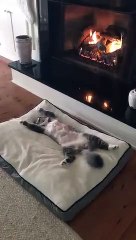 Un chat se détend devant la cheminée !