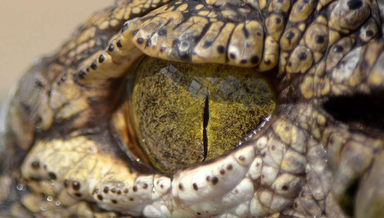 Le regard en 5 adjectifs