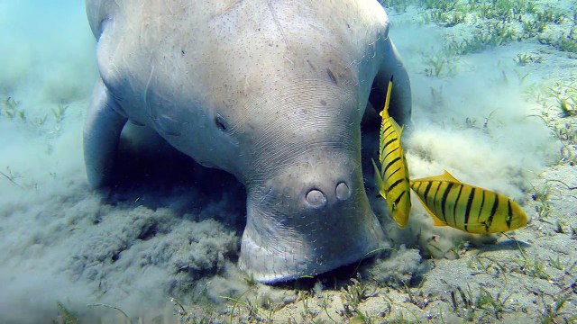 Tìm hiểu về những loài vật kỳ dị nhưng được chọn là biểu tượng đặc trưng của từng quốc gia