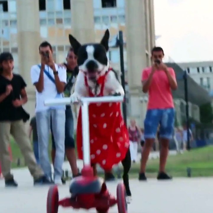 Ce chien adore la trottinette