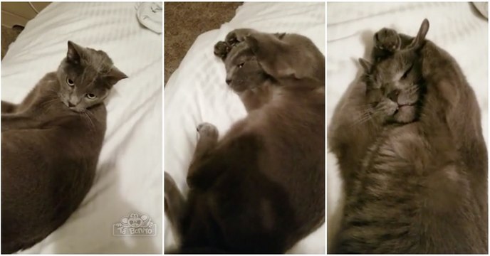 Apenas um gato farto da conversa do dono para sair da cama... tou cheio de te ouvir!