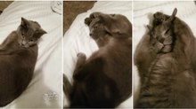 Apenas um gato farto da conversa do dono para sair da cama... "tou cheio de te ouvir!"