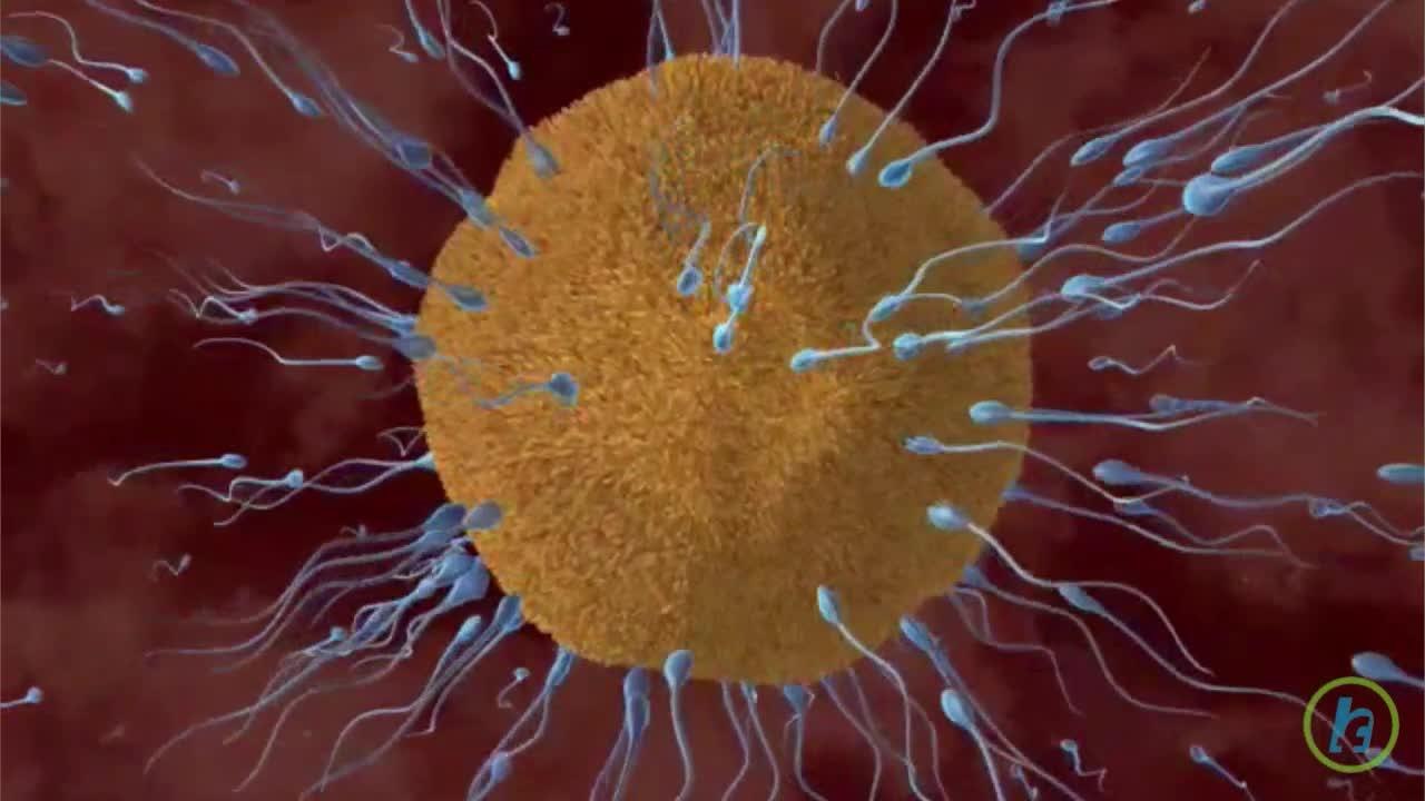 Fertilizarea in vitro