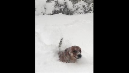 Nevasca cobre cidades americanas